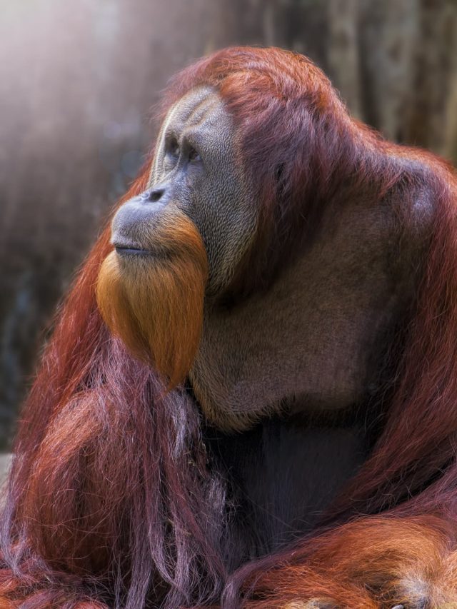 5 Destinos Para Ver Vida Salvaje Con Tus Hijos